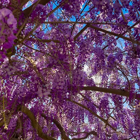 La Casa Dei Glicini Apartamento *