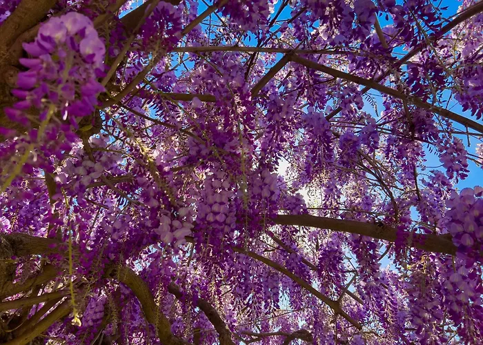 La Casa Dei Glicini Apartman *